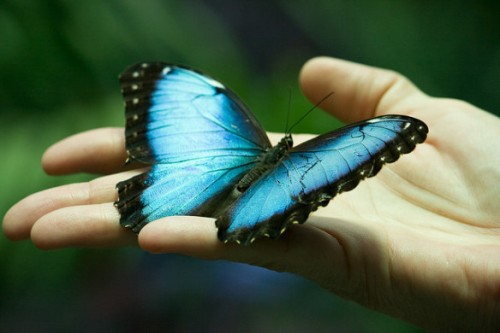 borboleta-azul